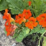 Garden Bloggers’ Bloom Day – August 2026