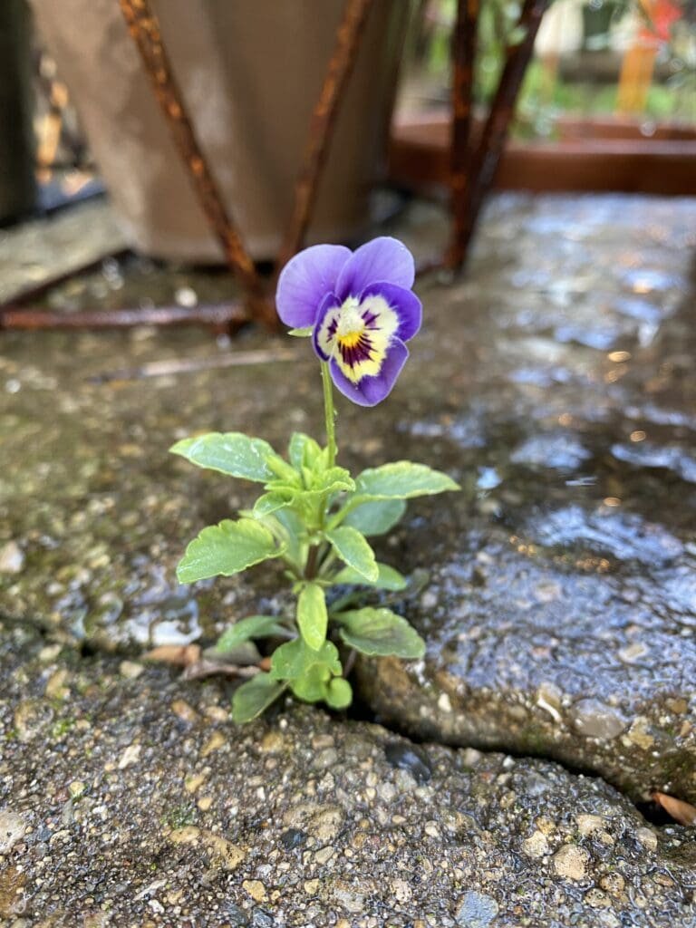 Three Violas, Three Lessons