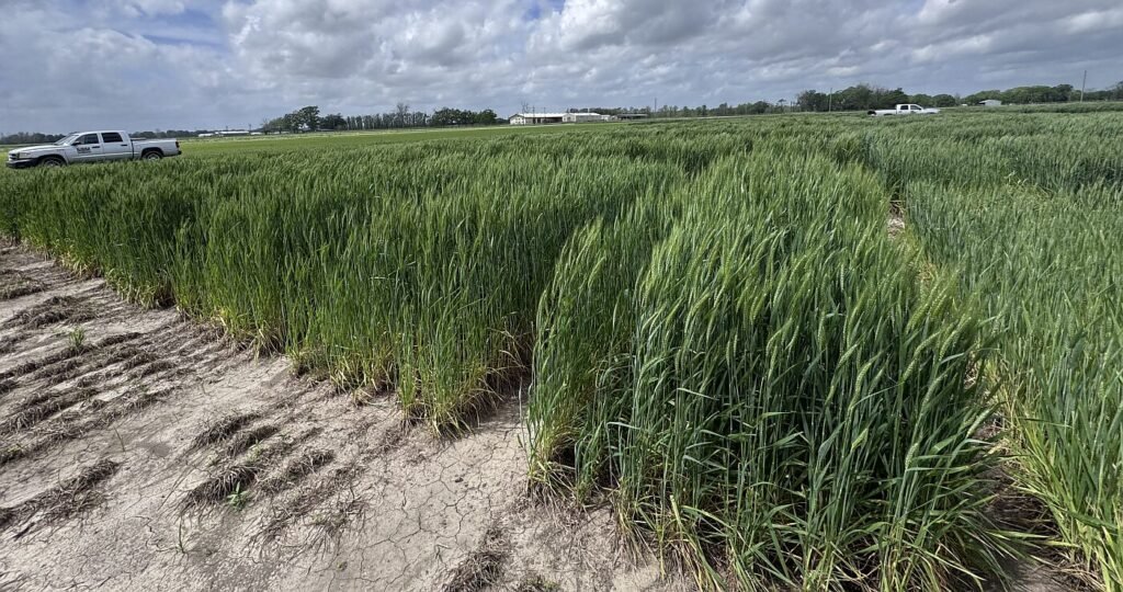 Mafix raises $5.4m to activate silicate rock into climate-smart fertilizer