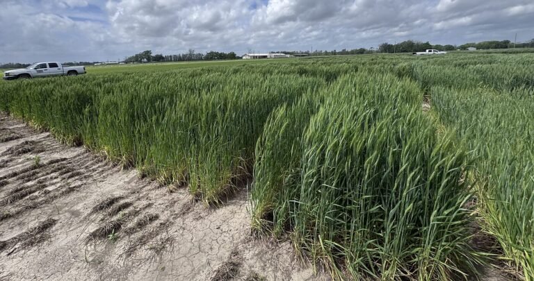 Mafix raises $5.4m to activate silicate rock into climate-smart fertilizer
