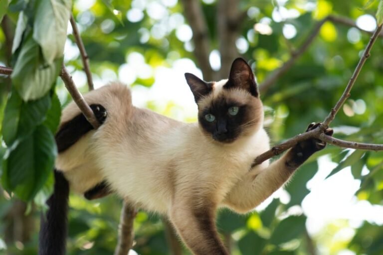 Why Cats Love To Get High