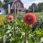 The Dahlia Daughters: Inside a Connecticut Flower Farm at Peak Dahlia Season