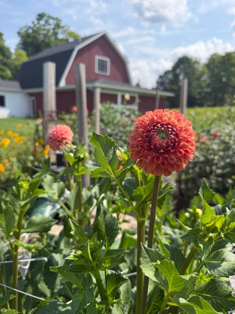 The Dahlia Daughters: Inside a Connecticut Flower Farm at Peak Dahlia Season