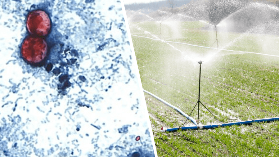 Officials widen lettuce-linked cyclospora outbreak probe to 20 states