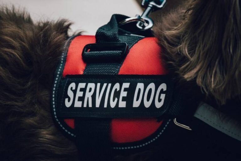 Dogs Saving Lives at the Dinner Table – Turning Natural Instincts Into An Early Warning System