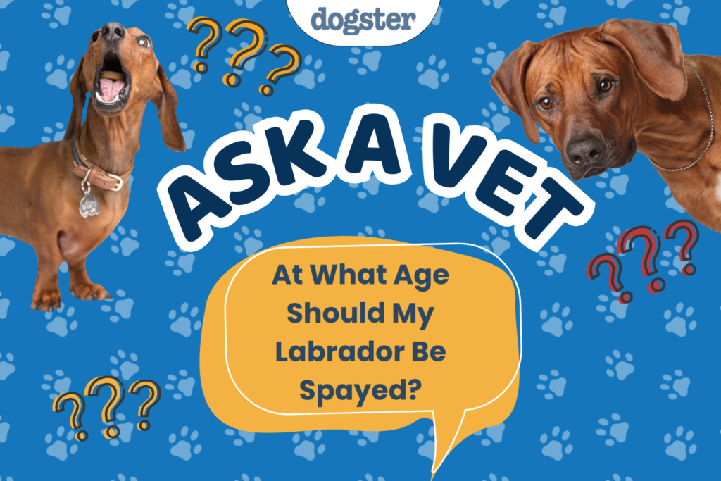 Ask Dr. Paola - HELP! At What Age Should My Labrador Be Spayed? (August 24, 2026)