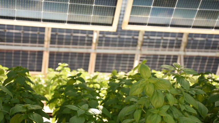 Solar Panels Can Cool Crops—and Workers