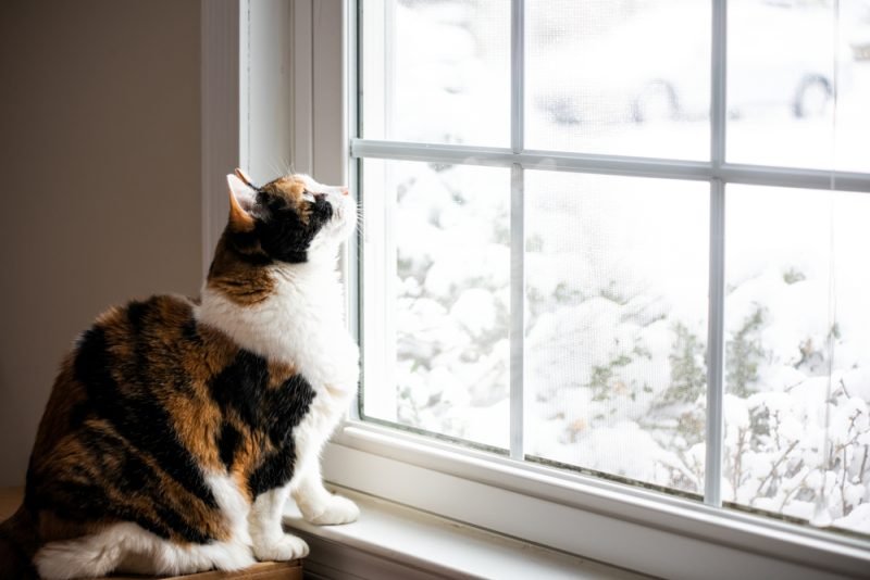 Proof That Moving Cats Indoors Is Easier Than You Think