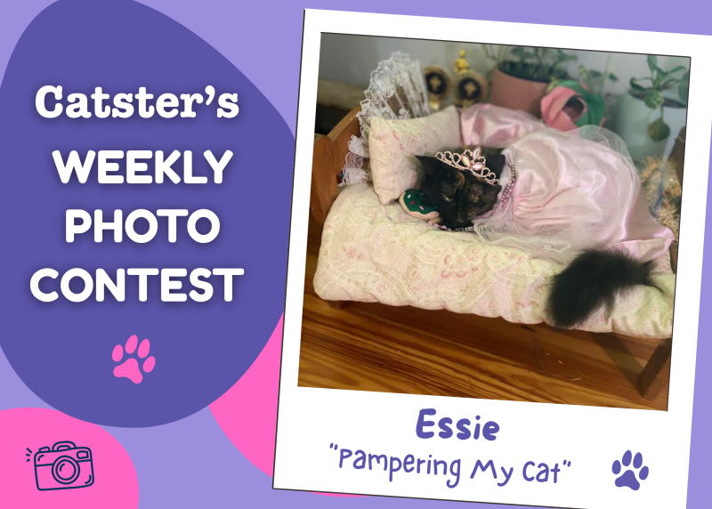 Catster’s Weekly Photo Contest Winners: Pampering My Cat (August 17, 2026)