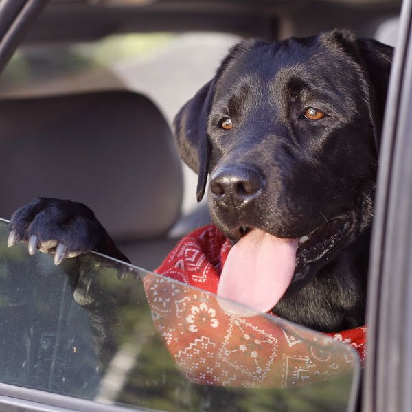 Cracking the Window Won't Cut It: AKC Backs Its New Rule With Fines Up to $10,000