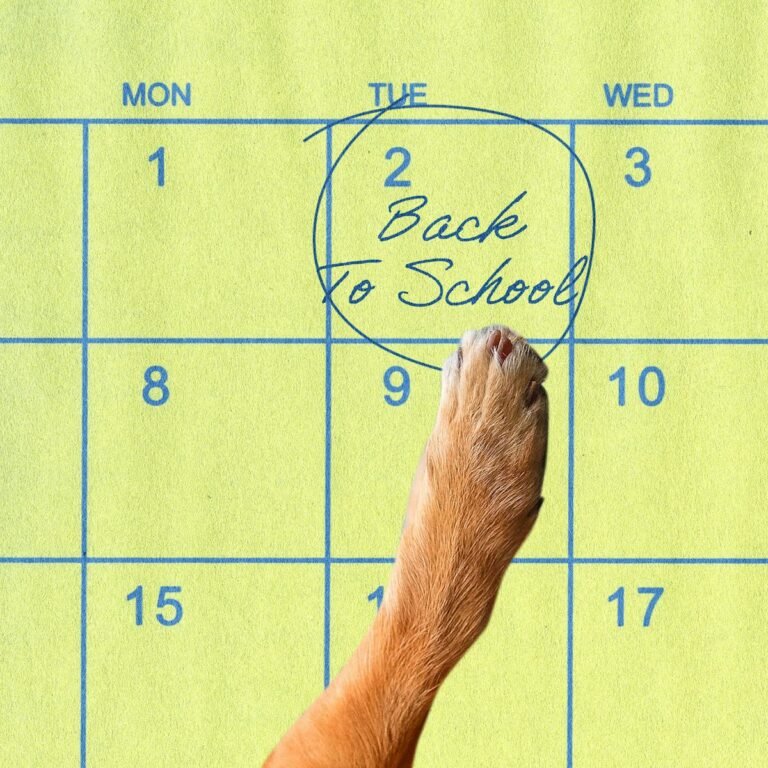 Do Dogs Need A Back-To-School Routine, Too? A Vet Behaviorist Explains