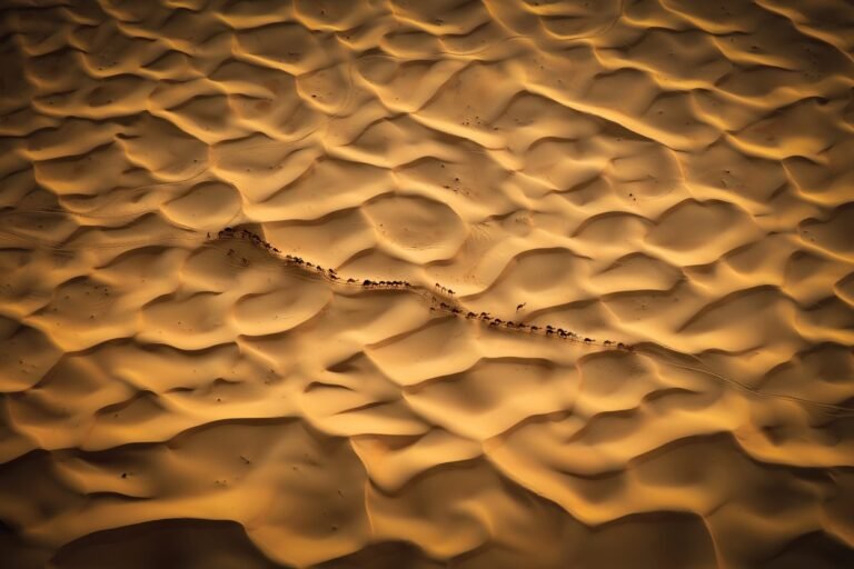 Björn Persson’s New Book Highlights the World’s Incredible and Endangered Wildlife