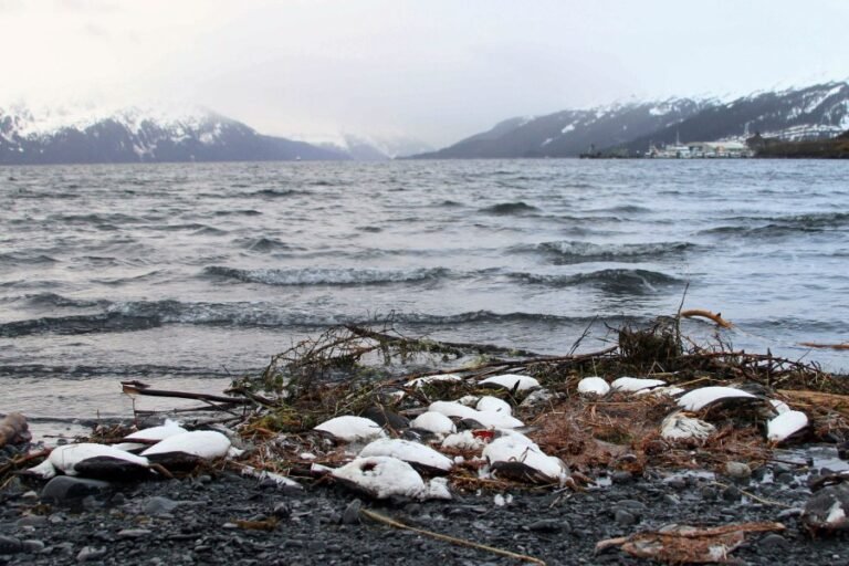 Government won't support Arctic climate report