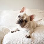 Why Do Dogs Tilt Their Heads So Cute Like That?