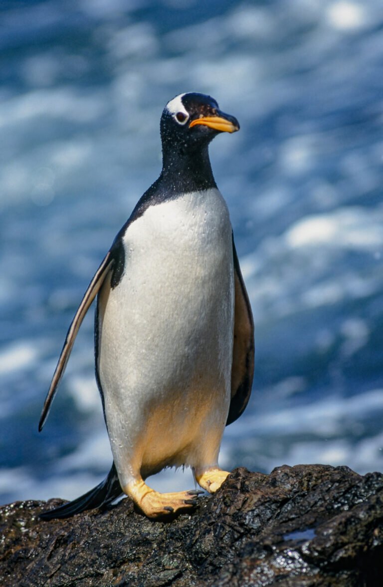 Wildlife in the Falkland Islands: where penguins rule the roost