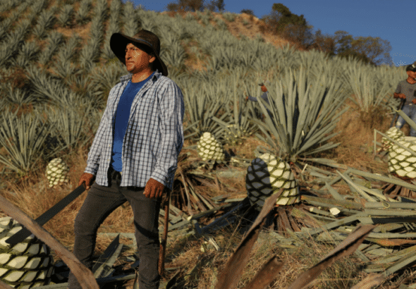 Mexico’s mezcal boom is under threat from organized crime