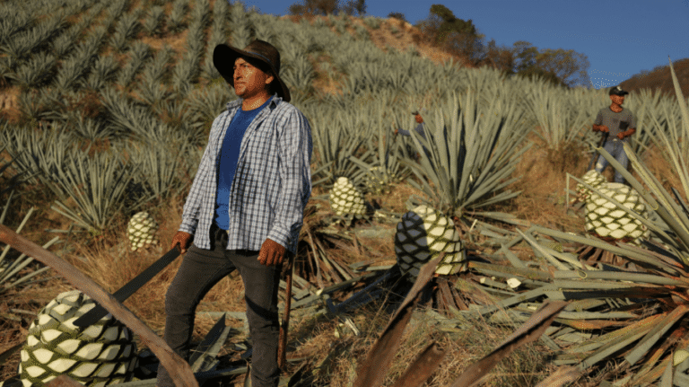 Mexico’s mezcal boom is under threat from organized crime