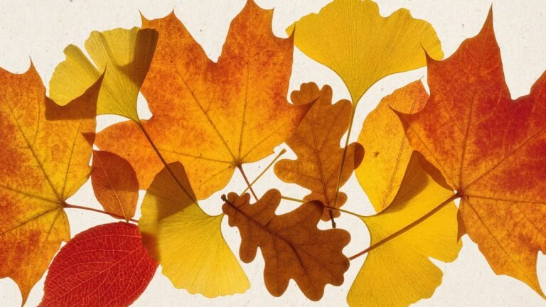 When do the fall leaves change color? This interactive map shows a full-bloom timeline for autumn foliage