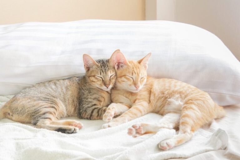 Does Your Cat Need A Friend? How to Tell If Your Cat Is Lonely