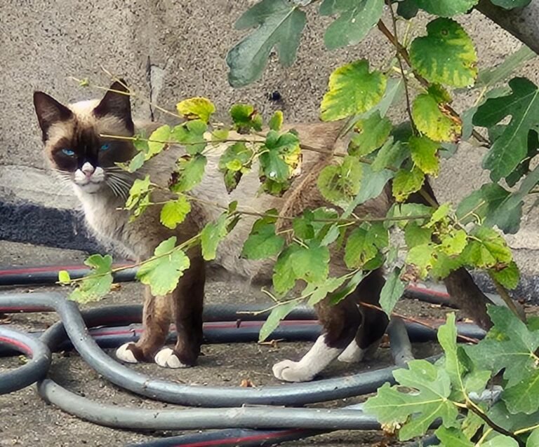 The Bandit Who Stole My Heart