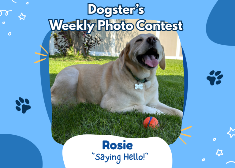 Dogster’s Weekly Photo Contest Winners: Saying ‘Hello!’ (September 28, 2026)