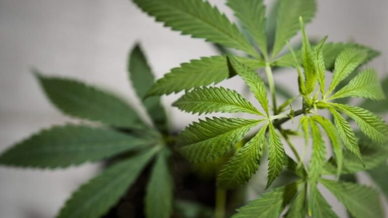 House passes postponement on hemp ban