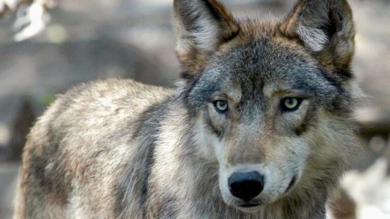 Trump's signs order allowing ranchers to kill wolves to protect herds 