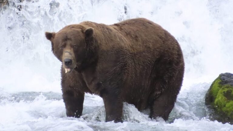 Fat Bear Week 2026 begins: What to know, how to vote