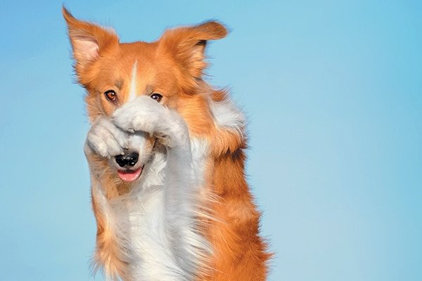 Do Dogs Get Embarrassed or Are They Just Well Trained?