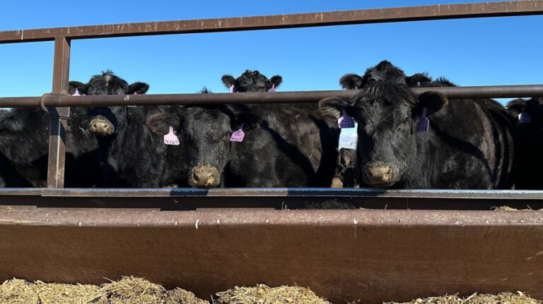 Trump faces down beef backlash. Will import plan pay off?