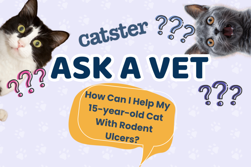 Ask Dr. Paola – HELP! How Can I Help My 15-year-old Cat With Rodent Ulcers? (September 7, 2026)