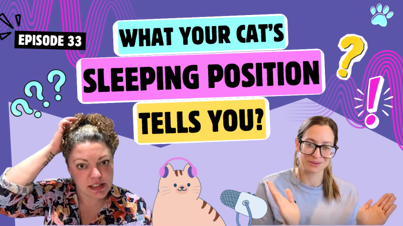 Chatting About Sleeping Positions, Loafing & Cats in Tubes | Chatty Cattys, Episode 33