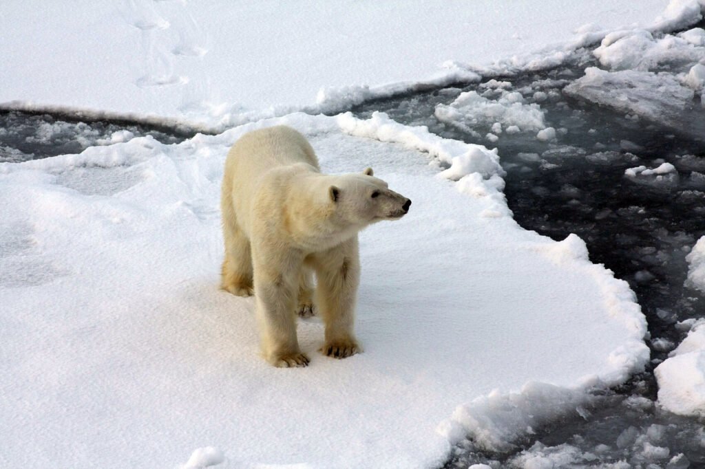 Arctic vs Antarctica: which polar adventure is right for you?