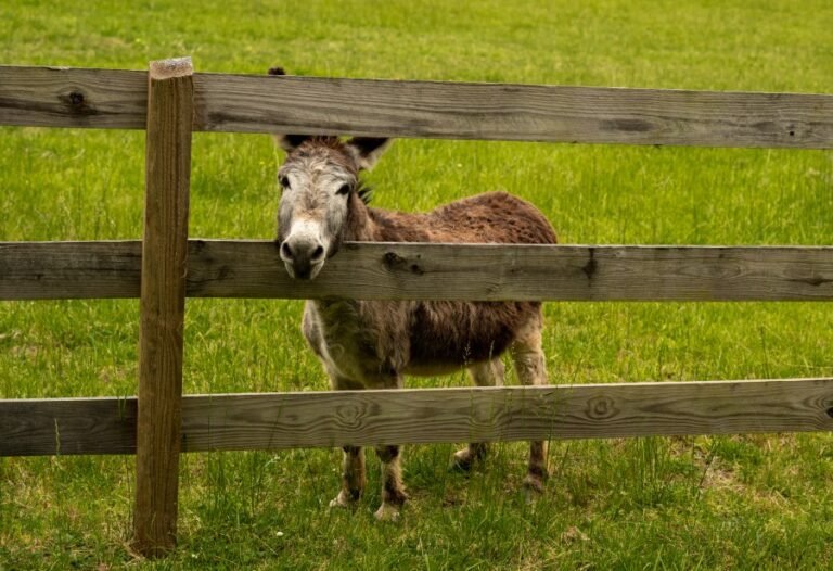 Georgia officer shoots, kills baby donkey 'HeeHaw' during missing child search