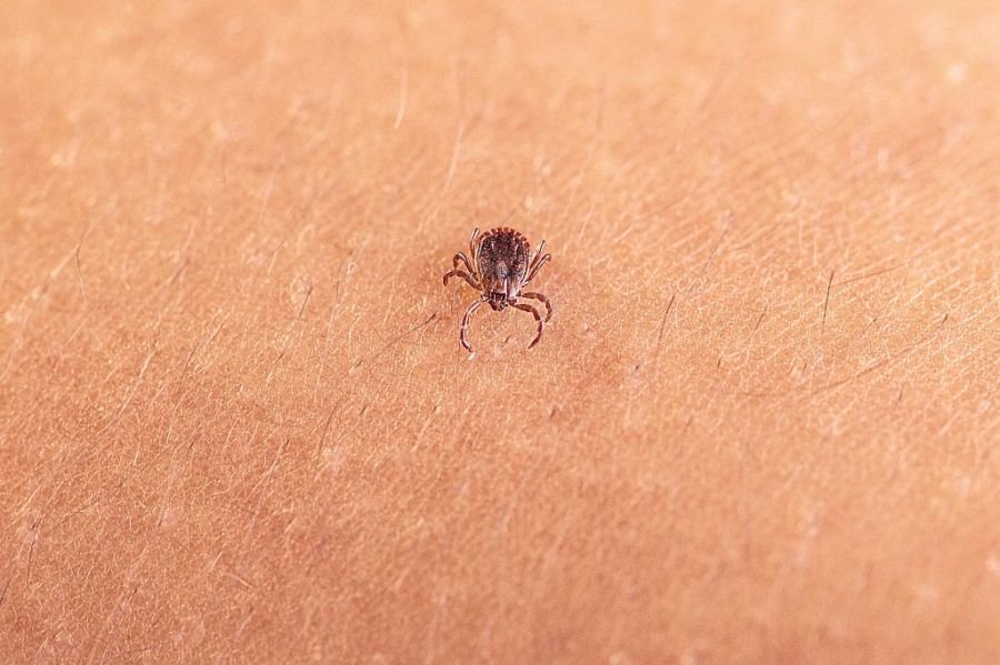 New virus detected in a tick invasive to the US. Should we be concerned?