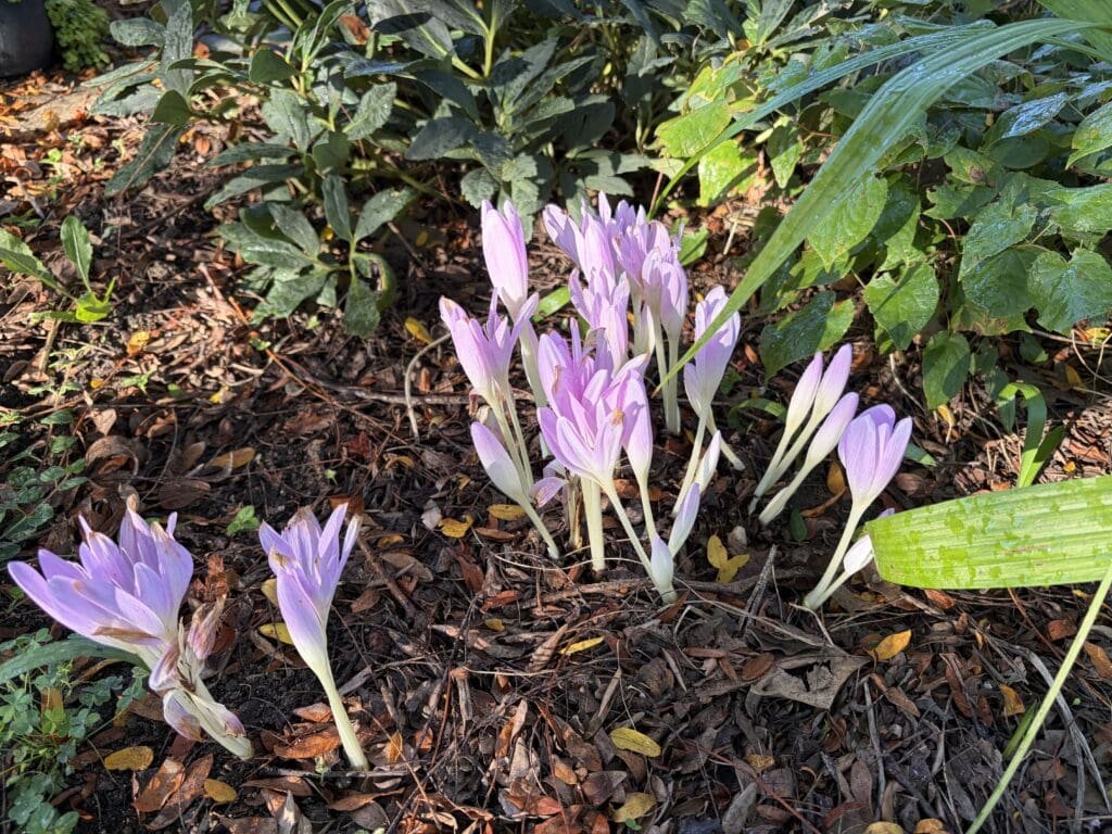 Garden Bloggers’ Bloom Day – September 15, 2026