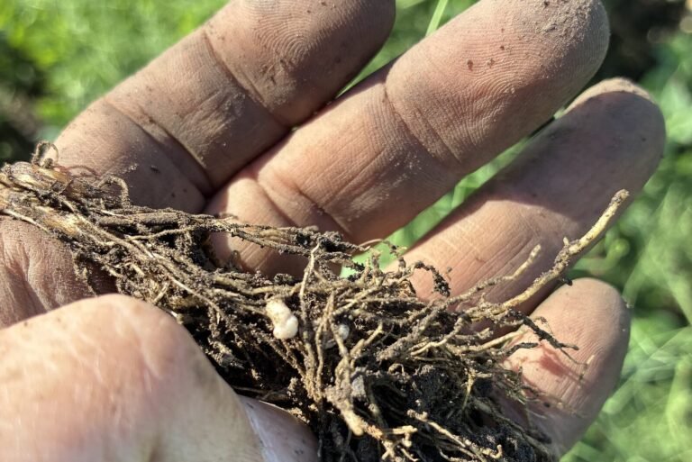 Exclusive: Lilac Agriculture raises $2.3m to tackle inoculants’ ‘black box’ problem