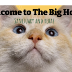 The World's Only Sanctuary for Severely Overweight Cats: The Big House Sanctuary and Rehab | Heroes of the Pet World