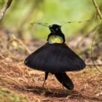 Diverse and Dramatic Behaviors Top the 2026 Bird Photographer of the Year Contest