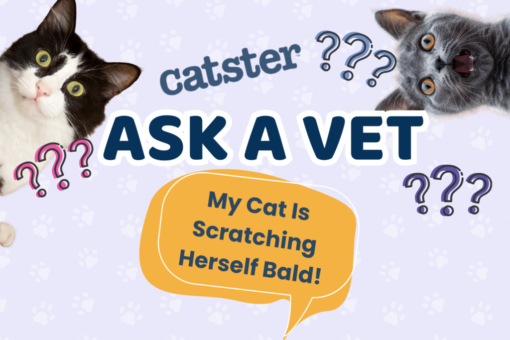 Ask Dr. Paola – HELP! My Cat Is Scratching Herself Bald! (September 21, 2026)