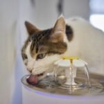 When a Cat Becomes a Water Fountain – Why Cats Vomit After Drinking