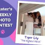Catster’s Weekly Photo Contest Winners: The Highest Perch (September 14, 2026)