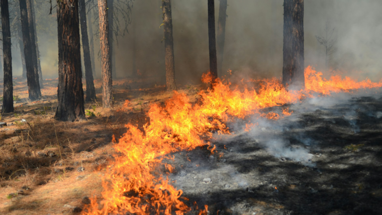 Remote Sensing Mitigated the Impact of the 2025 Los Angeles Wildfires