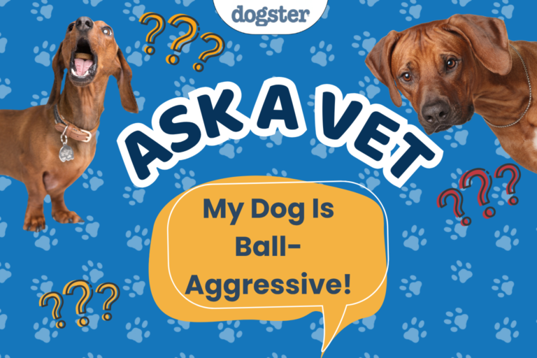 Ask Dr. Paola - HELP! My Dog Is Ball-Aggressive (September 7, 2026)