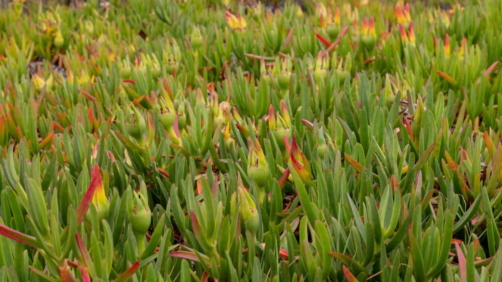There’s a market for saline agriculture. It just needs a boost