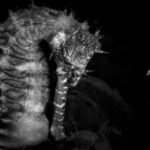 Diminutive Seahorses Top the 2026 Ocean Photographer of the Year Contest
