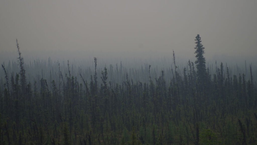 What Will the Future of Alaskan Wildfire Look Like?