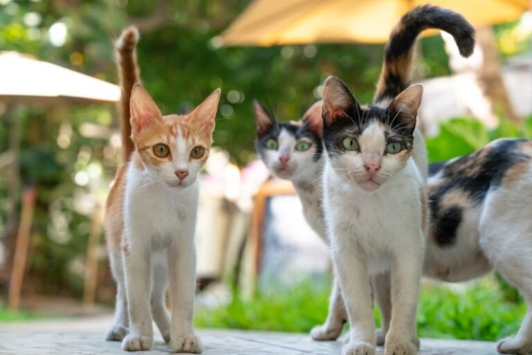 Win–Win: How a Community TNR Project Helped Cats and Vet Students