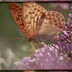 40 Filmmakers in 25 Countries Team Up for an Ode to Nature Shot Entirely on Super 8 Cameras