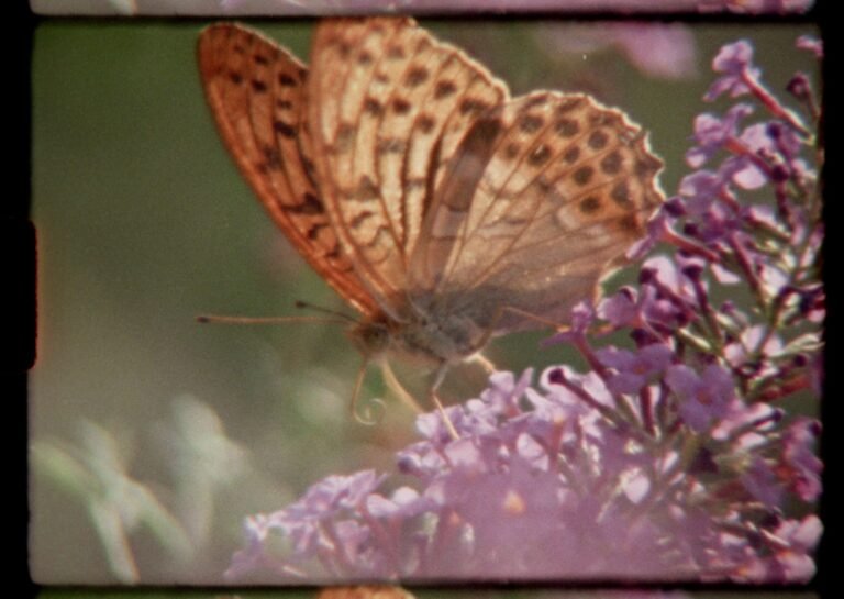 40 Filmmakers in 25 Countries Team Up for an Ode to Nature Shot Entirely on Super 8 Cameras